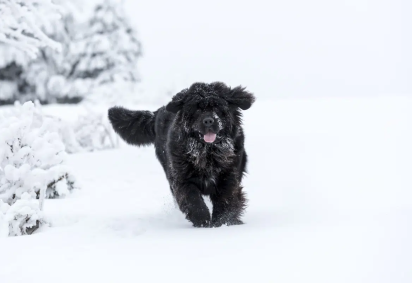 O Canadá está ligado à origem de cães que conquistaram tutores ao redor do mundo (Imagem: rzoze19 | Shutterstock)
 -  (crédito: EdiCase) -O Canadá está ligado à origem de cães que conquistaram tutores ao redor do mundo (Imagem: rzoze19 | Shutterstock)
 -  (crédito: EdiCase)