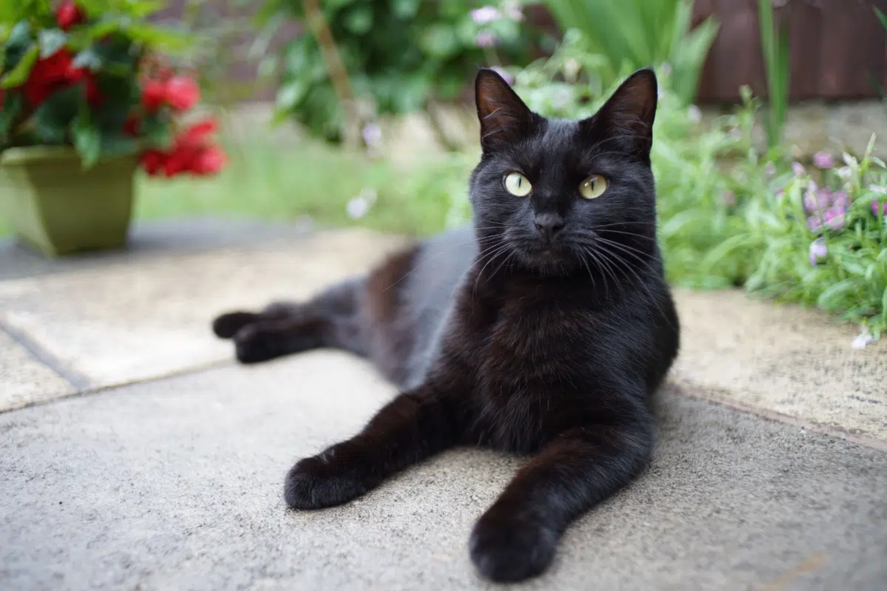 Gatos conseguem ver fantasmas? Conheça essa e outras crendices associadas aos felinos 