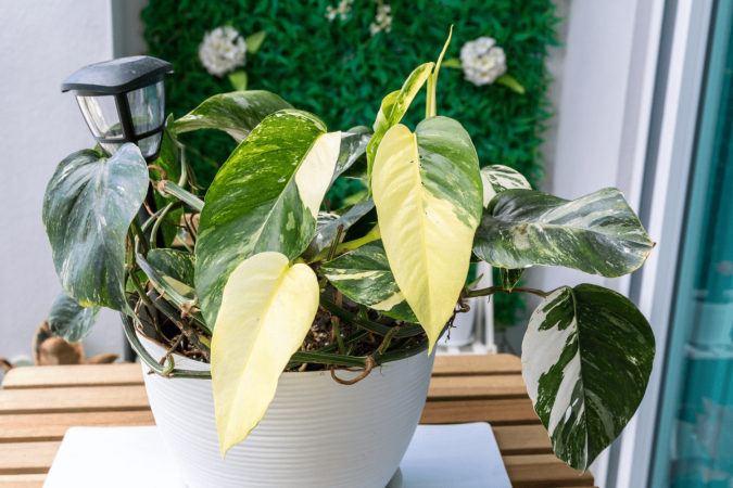 A folha amarelada é um sinal de que a planta está passando por algum tipo de estresse (Imagem: KeongDaGreat | Shutterstock) - (crédito: EdiCase) A folha amarelada é um sinal de que a planta está passando por algum tipo de estresse (Imagem: KeongDaGreat | Shutterstock) - (crédito: EdiCase)