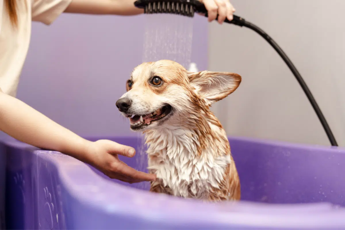 A frequência dos banhos deve acompanhar as necessidades de cada cachorro (Imagem: AYO Production | Shutterstock) - (crédito: EdiCase) A frequência dos banhos deve acompanhar as necessidades de cada cachorro (Imagem: AYO Production | Shutterstock) - (crédito: EdiCase)