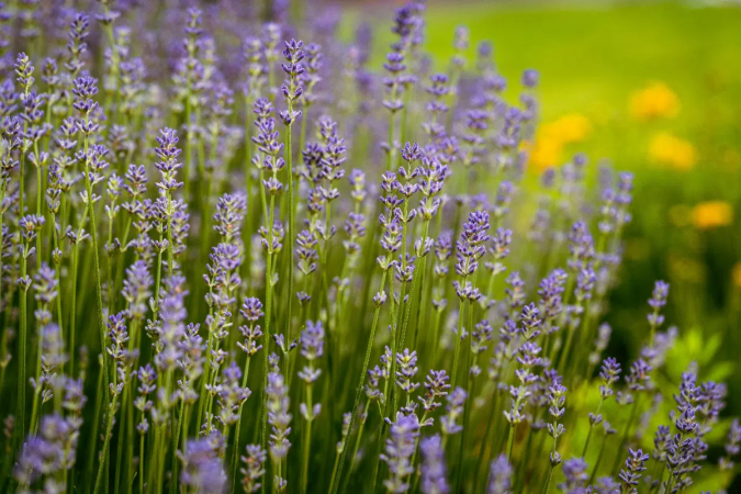 A lavanda é conhecida por ajudar a acalmar e relaxar o corpo (Imagem: foto_molka | Shutterstock) - (crédito: EdiCase) A lavanda é conhecida por ajudar a acalmar e relaxar o corpo (Imagem: foto_molka | Shutterstock) - (crédito: EdiCase)