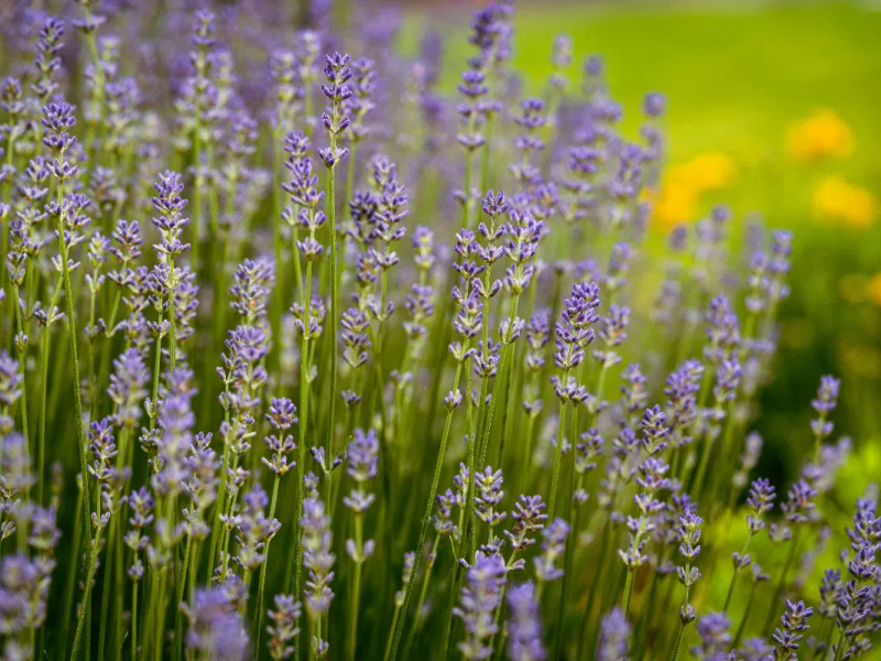 A lavanda é conhecida por ajudar a acalmar e relaxar o corpo (Imagem: foto_molka | Shutterstock) -  (crédito: EdiCase)