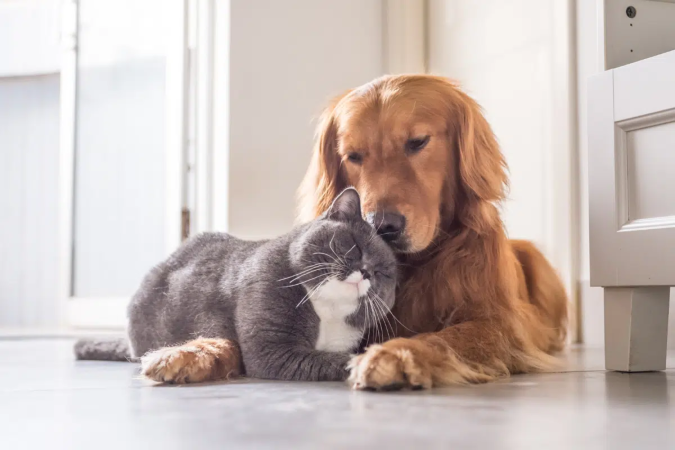 Alguns cuidados e adaptações na rotina podem ajudar a reduzir a ansiedade nos animais (Imagem: Chendongshan | Shutterstock) - (crédito: EdiCase) Alguns cuidados e adaptações na rotina podem ajudar a reduzir a ansiedade nos animais (Imagem: Chendongshan | Shutterstock) - (crédito: EdiCase)