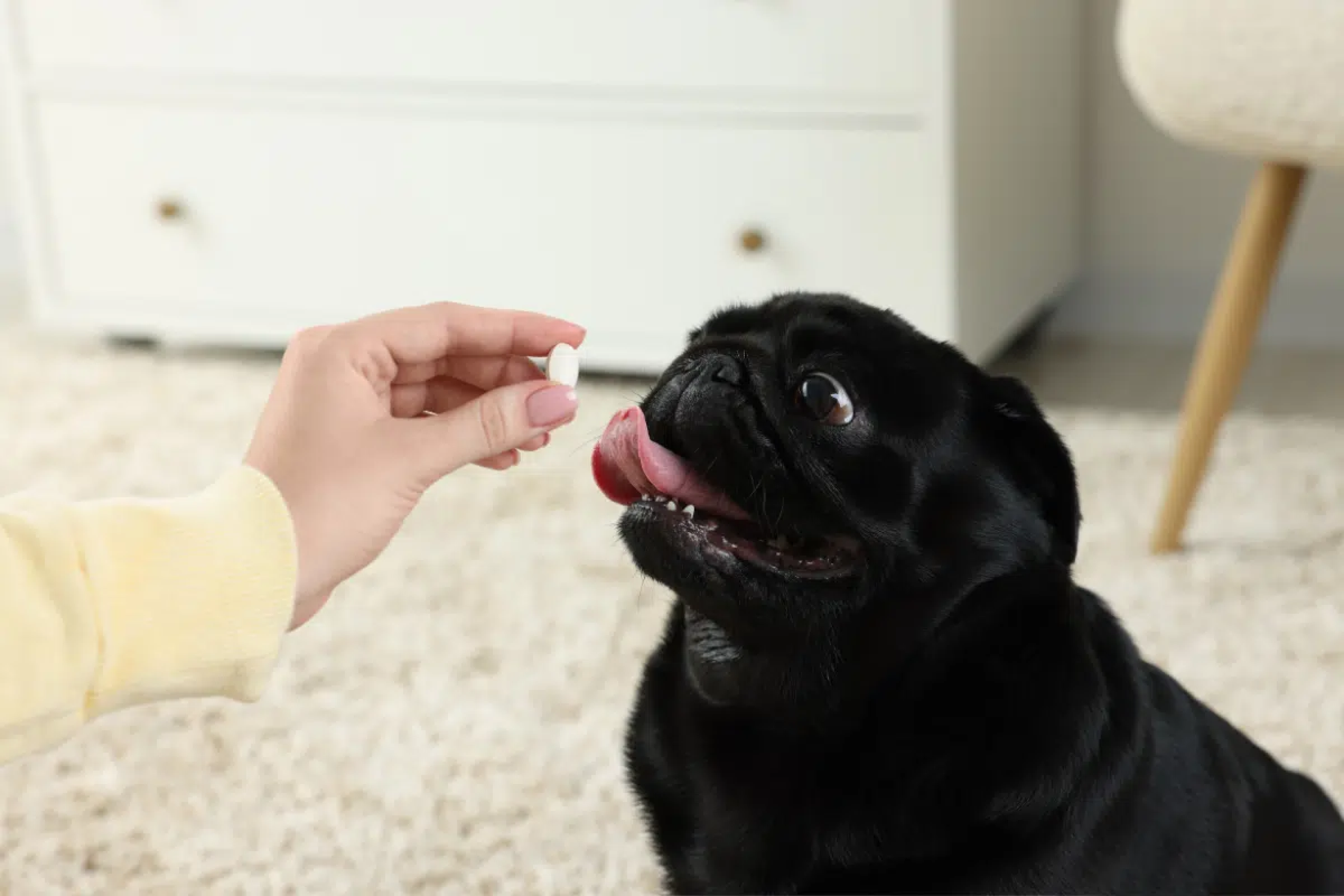 Parece inofensivo, mas pode fazer mal: 7 soluções caseiras perigosas para cães e gatos 