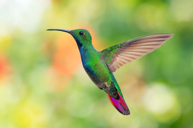 Uma das características mais impressionantes do beija-flor é a capacidade de permanecer praticamente imóvel no ar enquanto se alimenta (Imagem: Wirestock Creators | Shutterstock) - (crédito: EdiCase) Uma das características mais impressionantes do beija-flor é a capacidade de permanecer praticamente imóvel no ar enquanto se alimenta (Imagem: Wirestock Creators | Shutterstock) - (crédito: EdiCase)