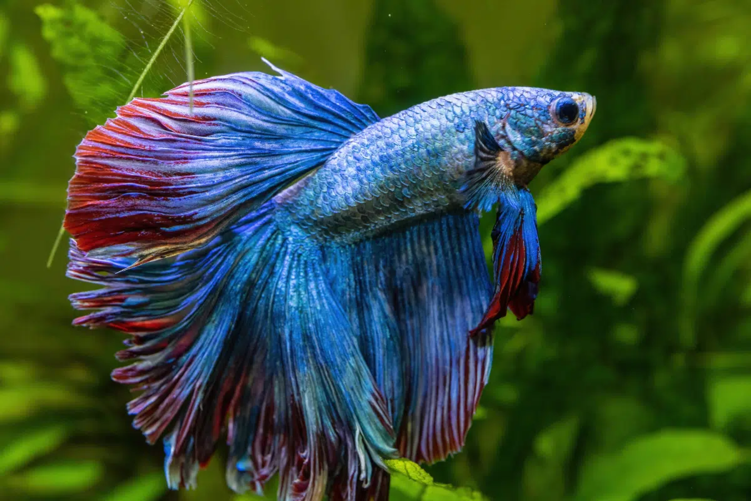 Da escolha do aquário à alimentação: 7 dicas para cuidar de peixe betta