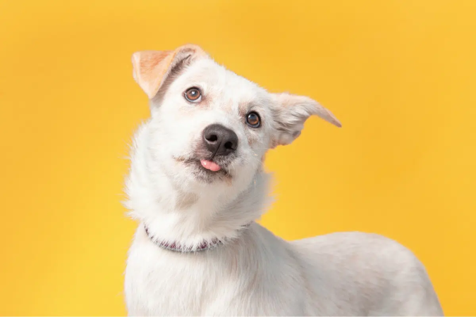 Os personagens de Rick e Morty podem render boas inspirações de nomes para cachorro (Imagem: Annette Shaff | Shutterstock)
- (crédito: EdiCase) Os personagens de Rick e Morty podem render boas inspirações de nomes para cachorro (Imagem: Annette Shaff | Shutterstock)
- (crédito: EdiCase)