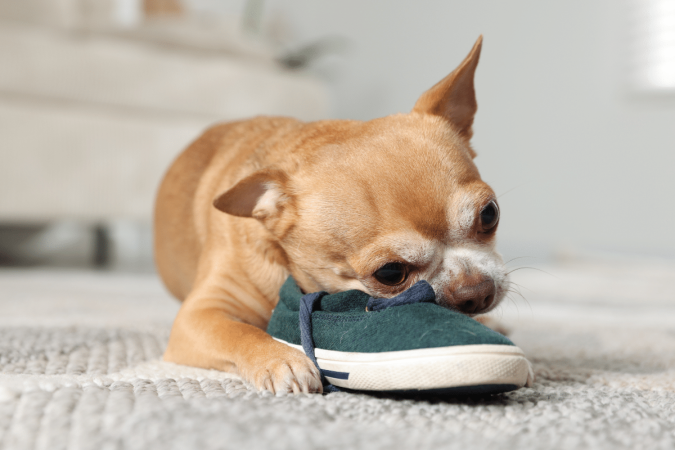 Roer é uma necessidade comportamental do cachorro e não significa desobediência (Imagem: New Africa | Shutterstock) - (crédito: EdiCase) Roer é uma necessidade comportamental do cachorro e não significa desobediência (Imagem: New Africa | Shutterstock) - (crédito: EdiCase)