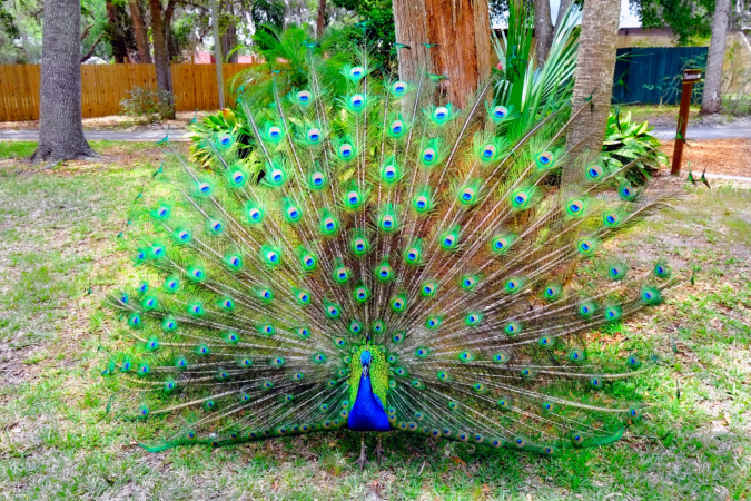 O famoso leque do pavão é formado por penas alongadas conhecidas como coberturas superiores da cauda (Imagem: Dennis MacDonald | Shutterstock) - (crédito: EdiCase) O famoso leque do pavão é formado por penas alongadas conhecidas como coberturas superiores da cauda (Imagem: Dennis MacDonald | Shutterstock) - (crédito: EdiCase)