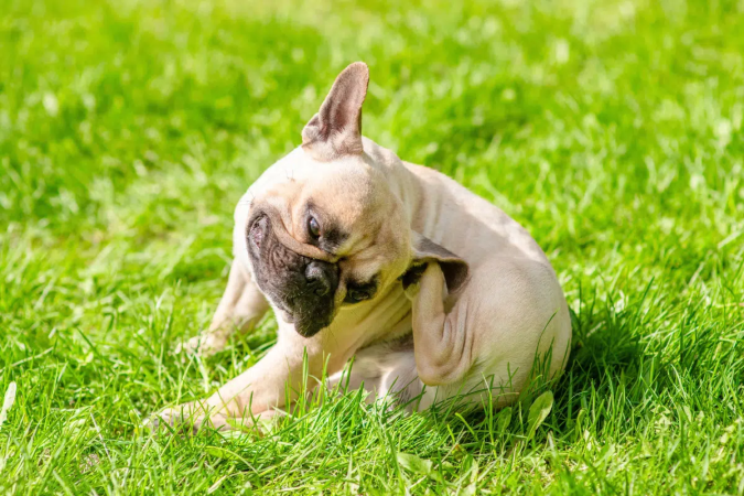 A primavera pode aumentar o contato dos pets com agentes ambientais que desencadeiam ou agravam alergias (Imagem: Ermolaev Alexander | Shutterstock) - (crédito: EdiCase) A primavera pode aumentar o contato dos pets com agentes ambientais que desencadeiam ou agravam alergias (Imagem: Ermolaev Alexander | Shutterstock) - (crédito: EdiCase)