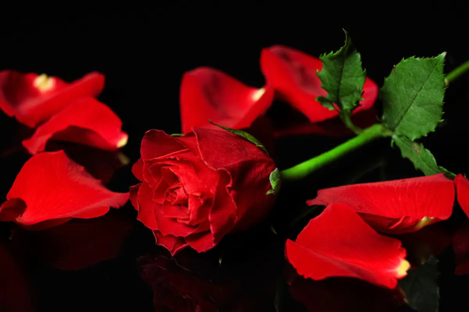 A rosa vermelha carrega simbolismos que atravessam diferentes tradições e pode ser uma aliada em momentos de conexão com a própria energia (Imagem: Pixel-Shot | Shutterstock) - (crédito: EdiCase) A rosa vermelha carrega simbolismos que atravessam diferentes tradições e pode ser uma aliada em momentos de conexão com a própria energia (Imagem: Pixel-Shot | Shutterstock) - (crédito: EdiCase)