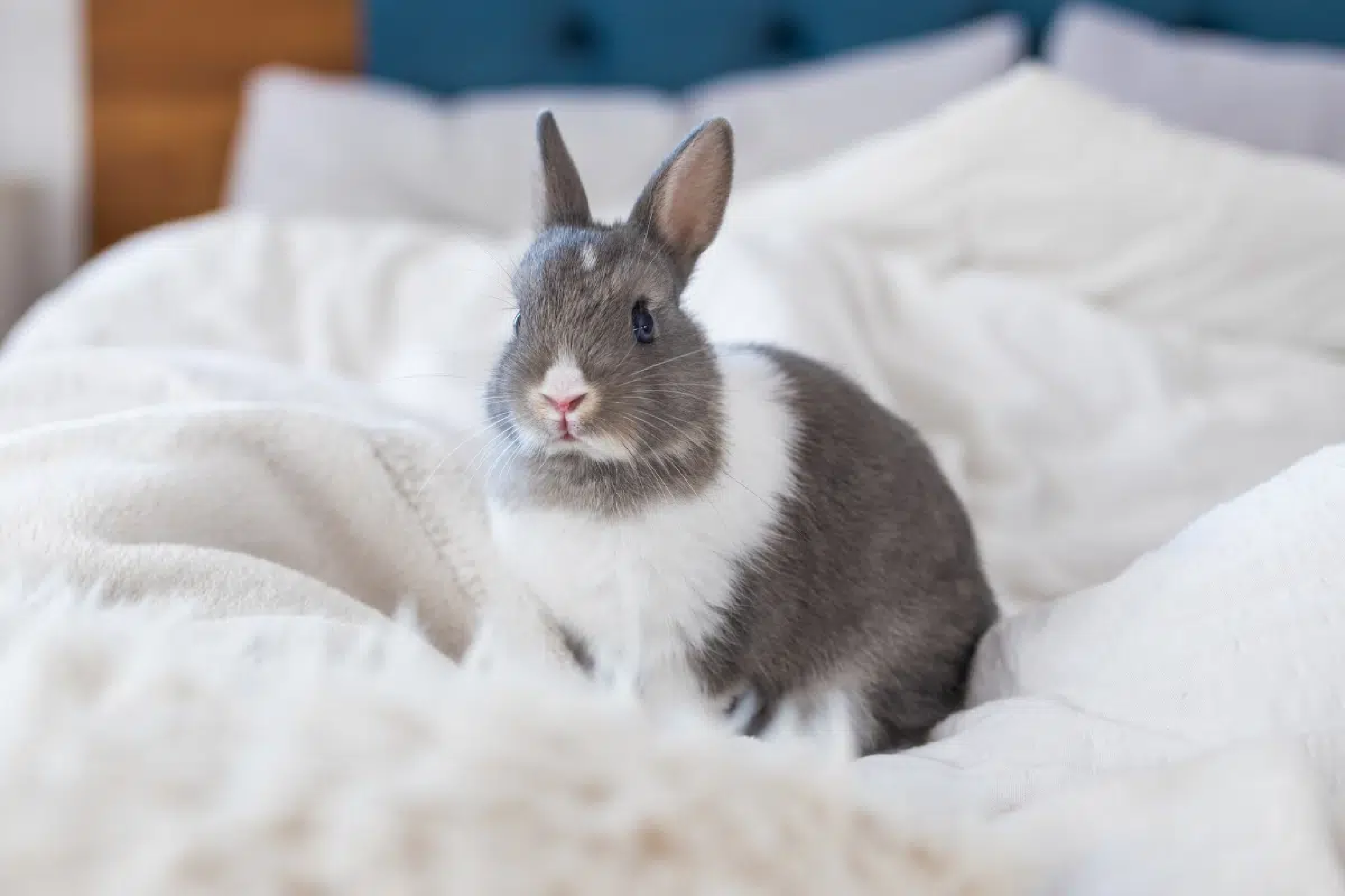Nem só de cenoura vive um coelho: 7 erros que parecem inofensivos, mas podem fazer mal ao animal 