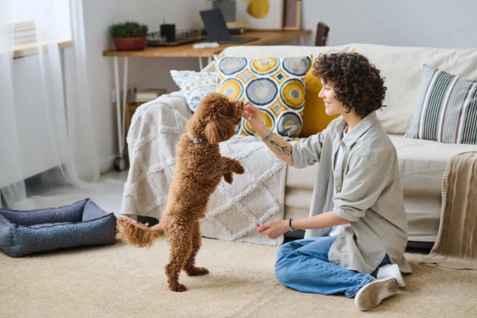 Ser pet sitter exige preparo, responsabilidade e organização para atender às necessidades dos animais e às expectativas dos tutores (Imagem: AnnaStills | Shutterstock)
- (crédito: EdiCase) Ser pet sitter exige preparo, responsabilidade e organização para atender às necessidades dos animais e às expectativas dos tutores (Imagem: AnnaStills | Shutterstock)
- (crédito: EdiCase)