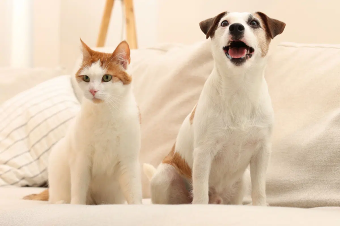 A adaptação entre pets exige tempo para que os animais se conheçam, mesmo que pareçam sociáveis (Imagem: New Africa | Shutterstock) - (crédito: EdiCase) A adaptação entre pets exige tempo para que os animais se conheçam, mesmo que pareçam sociáveis (Imagem: New Africa | Shutterstock) - (crédito: EdiCase)