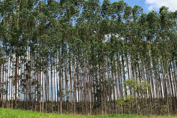 Minas Gerais lidera o maior valor da produção da silvicultura, com R$ 9,2 bilhões, o que representa 22,5% do valor apurado pelo setor -  (crédito: Licia Rubinstein/Ag&ecirc;ncia IBGE Not&iacute;cias)