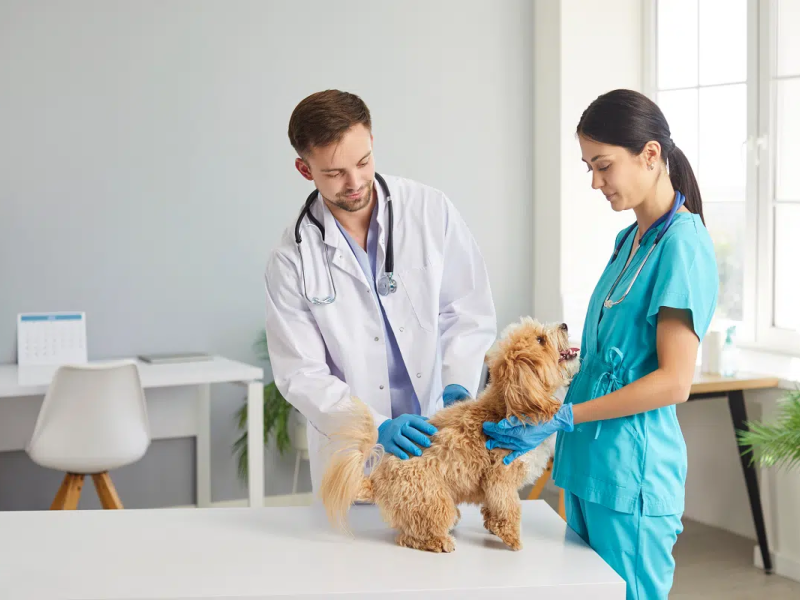 A doença hepática em cães exige atenção aos sinais e cuidados específicos para preservar a saúde e qualidade de vida do animal (Imagem: Studio Romantic | Shutterstock) -  (crédito: EdiCase)
