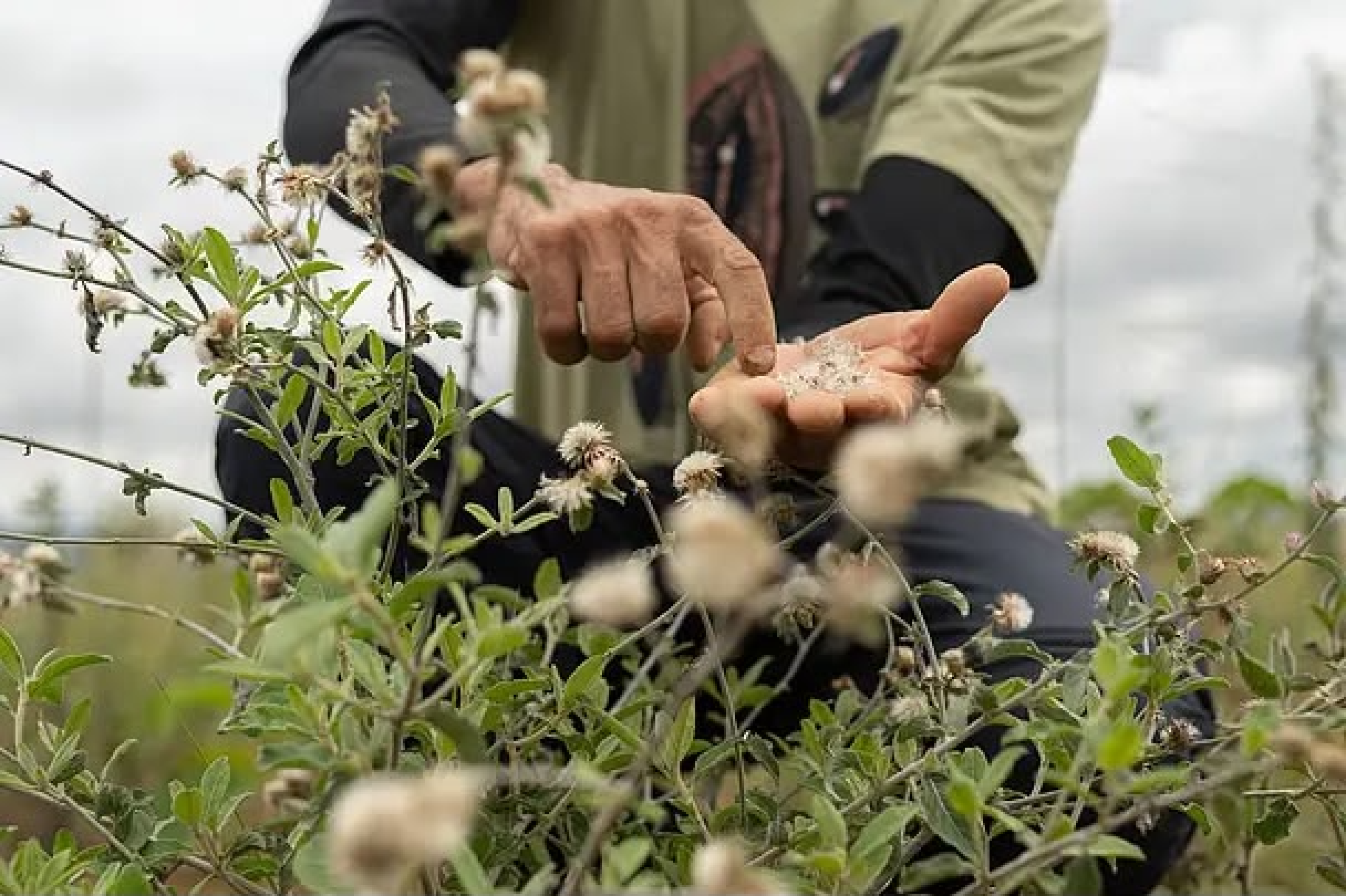 Iniciativa de restauração do Cerrado celebra reconhecimento da ONU