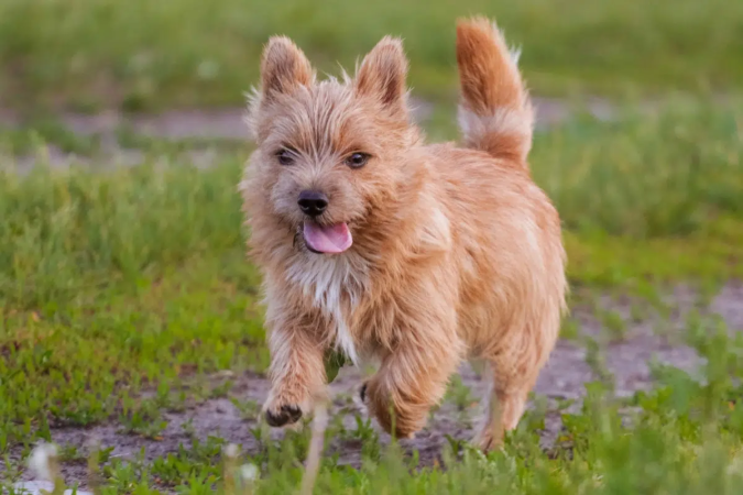 O norwich terrier tem pernas curtas, corpo compacto e é cheio de disposição (Imagem: zvery | Shutterstock) - (crédito: EdiCase) O norwich terrier tem pernas curtas, corpo compacto e é cheio de disposição (Imagem: zvery | Shutterstock) - (crédito: EdiCase)