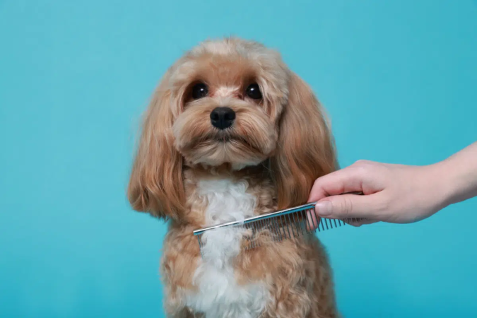 É importante tomar cuidado ao tentar desfazer um nó na pelagem do cachorro (Imagem: New África | Shutterstock) - (crédito: EdiCase) É importante tomar cuidado ao tentar desfazer um nó na pelagem do cachorro (Imagem: New África | Shutterstock) - (crédito: EdiCase)