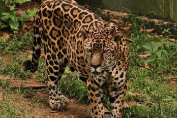 Guardião, a onça-pintada do zoológico do CIGS, é reconhecida como a mais velha do mundo em cativeiro com 25 anos de idade - (crédito: Divulgação/Exército) Guardião, a onça-pintada do zoológico do CIGS, é reconhecida como a mais velha do mundo em cativeiro com 25 anos de idade - (crédito: Divulgação/Exército)