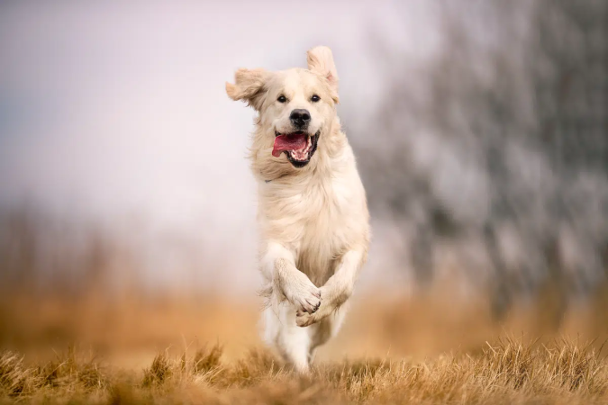 Os personagens da série The Boys podem render bons nomes para o seu cachorro (Imagem: BIGANDT.COM | Shutterstock) - (crédito: EdiCase) Os personagens da série The Boys podem render bons nomes para o seu cachorro (Imagem: BIGANDT.COM | Shutterstock) - (crédito: EdiCase)