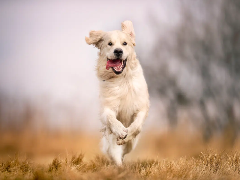 Os personagens da série The Boys podem render bons nomes para o seu cachorro (Imagem: BIGANDT.COM | Shutterstock) -  (crédito: EdiCase)