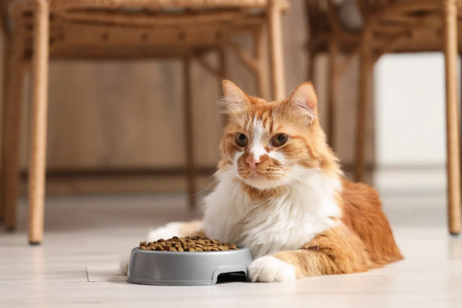 A alimentação e o acompanhamento veterinário fazem parte dos cuidados com gatos diagnosticados com diabetes (Imagem: Pixel-Shot | Shutterstock) - (crédito: EdiCase) A alimentação e o acompanhamento veterinário fazem parte dos cuidados com gatos diagnosticados com diabetes (Imagem: Pixel-Shot | Shutterstock) - (crédito: EdiCase)