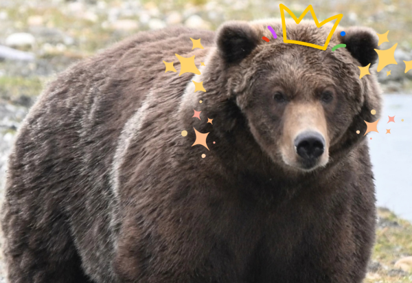 Reprodução/Instagram/Katmai Nat'l Park & Preserve