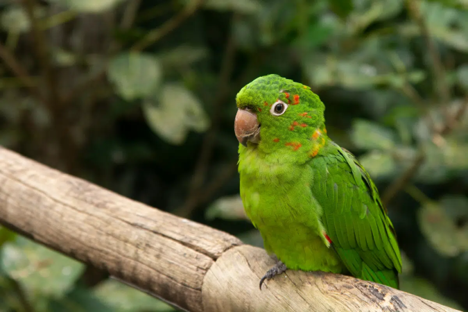 As maritacas chamam a atenção pelo voo em grupo e pelas vocalizações fortes (Imagem: Alena Zharava | Shutterstock) - (crédito: EdiCase) As maritacas chamam a atenção pelo voo em grupo e pelas vocalizações fortes (Imagem: Alena Zharava | Shutterstock) - (crédito: EdiCase)