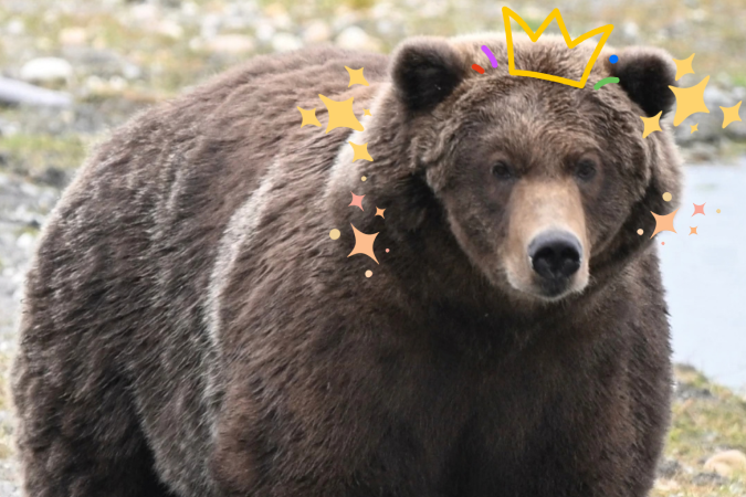 Conheça Backpack, eleito o urso mais gordo na 'Fat bear week' de 2026