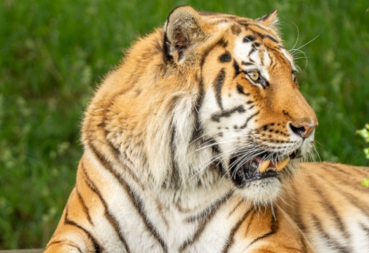 Altai, o felino envolvido no incidente: segurança garantida -  (crédito: Reprodução/Instagram/@yorkshirewildlifepark) -Altai, o felino envolvido no incidente: segurança garantida -  (crédito: Reprodução/Instagram/@yorkshirewildlifepark)