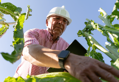 A formação do engenheiro agrônomo combina conhecimentos de ciências agrárias, gestão e inovação (Imagem: Eloy Vidal Segura | Shutterstock) -  (crédito: EdiCase) -A formação do engenheiro agrônomo combina conhecimentos de ciências agrárias, gestão e inovação (Imagem: Eloy Vidal Segura | Shutterstock) -  (crédito: EdiCase)