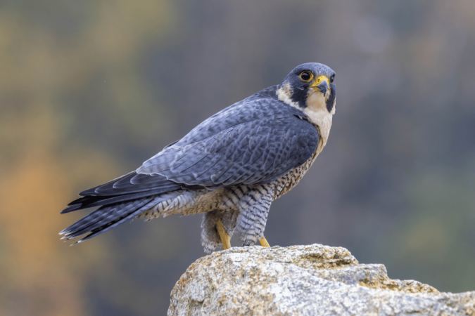 O falcão-peregrino é uma ave de rapina famosa por sua velocidade e capacidade de voo (Imagem: Teresa Bauer | Shutterstock) - (crédito: EdiCase) O falcão-peregrino é uma ave de rapina famosa por sua velocidade e capacidade de voo (Imagem: Teresa Bauer | Shutterstock) - (crédito: EdiCase)
