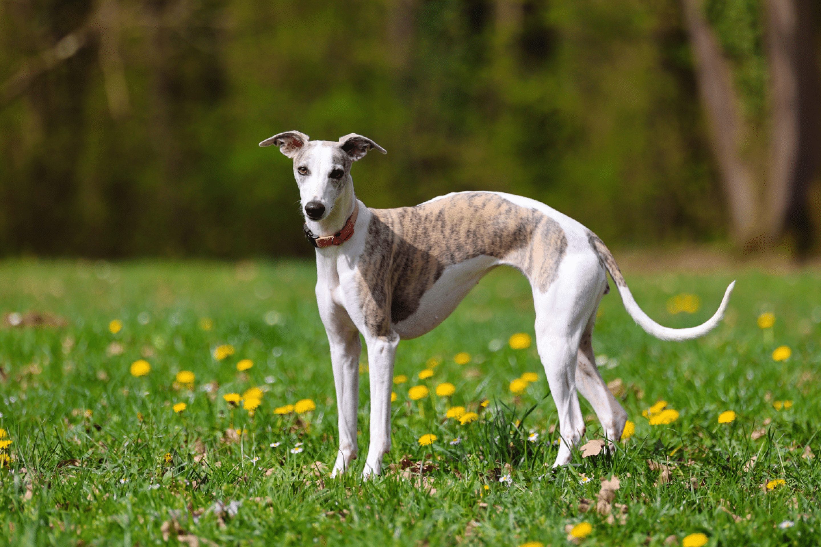 Raças magras: 6 cachorros que se destacam pelo corpo esbelto e atlético 