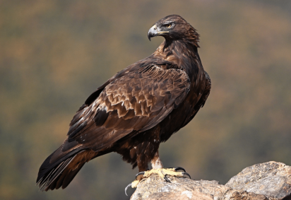 Encontrada em diferentes regiões do Hemisfério Norte, a águia-real possui asas largas, garras fortes e visão apurada, características que favorecem a caça (Imagem: alberto clemares exposito | Shutterstock) -  (crédito: EdiCase) -Encontrada em diferentes regiões do Hemisfério Norte, a águia-real possui asas largas, garras fortes e visão apurada, características que favorecem a caça (Imagem: alberto clemares exposito | Shutterstock) -  (crédito: EdiCase)