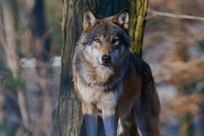 Cada animal carrega significados simbólicos que podem inspirar o autoconhecimento em diferentes fases da vida (Imagem: Tomas Palsovic | Shutterstock) - (crédito: EdiCase) Cada animal carrega significados simbólicos que podem inspirar o autoconhecimento em diferentes fases da vida (Imagem: Tomas Palsovic | Shutterstock) - (crédito: EdiCase)